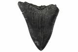 Bargain, Fossil Megalodon Tooth - South Carolina #356861-1